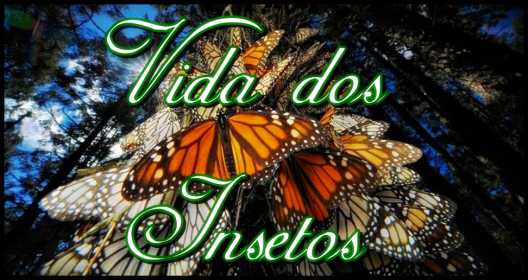 23out2012-dezenas-de-borboletas-monarcas-danaus-plexippus-se-amontoam-no-tronco-de-uma-arvore-do-santuario-chincua-serra-no-mexico-entre-outubro-e-marco-cerca-de-1-bilhao-dos-insetos-s