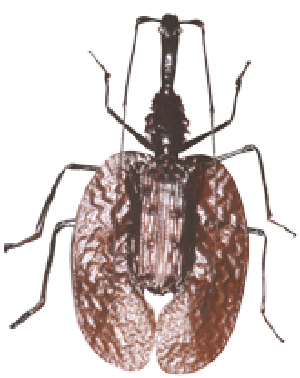 besouro-mormolyce_phyllodes